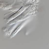 Asterocalyx mirabilis image