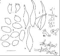 Mycena mariae image