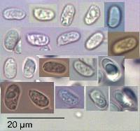 Tricholomopsis ornaticeps image