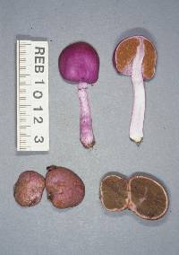 Cortinarius porphyroideus image