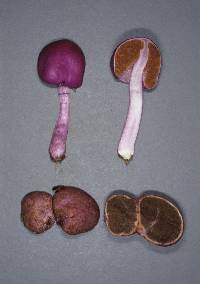 Gallacea scleroderma image