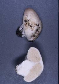 Notholepiota areolata image