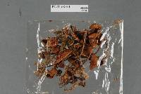 Psilocybe makarorae image