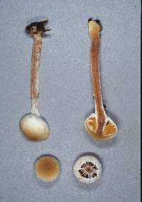 Tympanella galanthina image