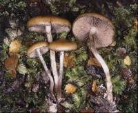 Psilocybe makarorae image