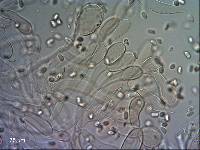 Tricholomopsis ornaticeps image