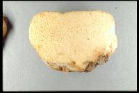 Gymnomyces redolens image