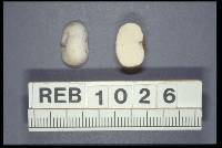 Gymnomyces redolens image