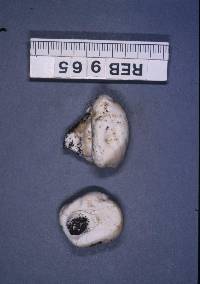 Notholepiota areolata image