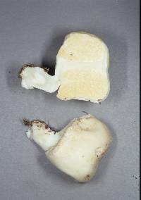 Notholepiota areolata image