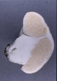 Notholepiota areolata image