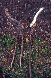 Cordyceps robertsii image