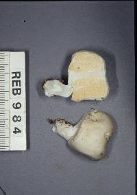 Notholepiota areolata image