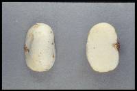 Gymnomyces redolens image