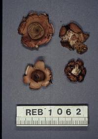 Geastrum velutinum image