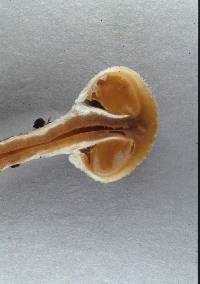 Tympanella galanthina image