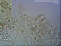 Tricholomopsis ornaticeps image