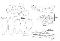 Tyromyces pulcherrimus image