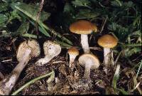 Psilocybe subaeruginosa image