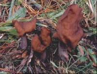 Gyromitra infula image