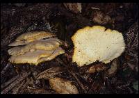 Pleurotus opuntiae image