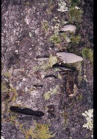 Pleurotus purpureo-olivaceus image