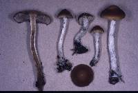 Psilocybe subaeruginosa image