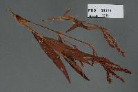 Image of Microbotryum longisetum