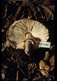 Chlorophyllum rachodes image