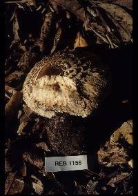 Chlorophyllum rachodes image