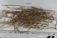 Meliola panici image