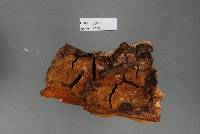 Fuscoporia nothofagi image