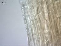 Mycena metata image