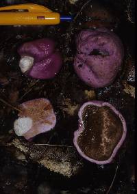 Cortinarius porphyroideus image