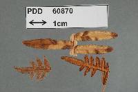 Mycosphaerella insignita image