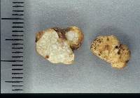 Tuber maculatum image