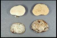 Gymnomyces redolens image