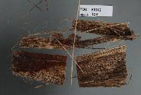 Image of Pirottaea palmicola