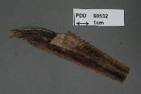 Image of Berkleasmium pandani