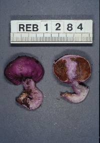 Cortinarius porphyroideus image