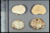 Gymnomyces redolens image