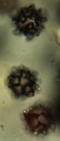 Gymnomyces cristatus image