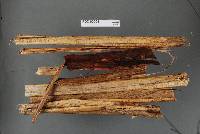Marasmiellus bonii image