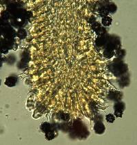 Gymnomyces cristatus image