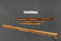 Marasmiellus bonii image