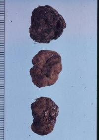 Melanogaster ambiguus image