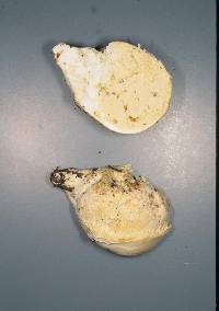 Notholepiota areolata image