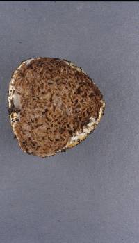 Descomyces albus image