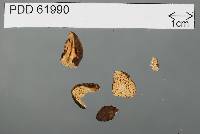 Gymnomyces fuscus image