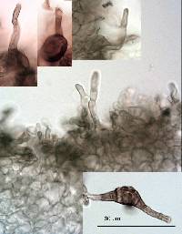 Gymnomyces fuscus image